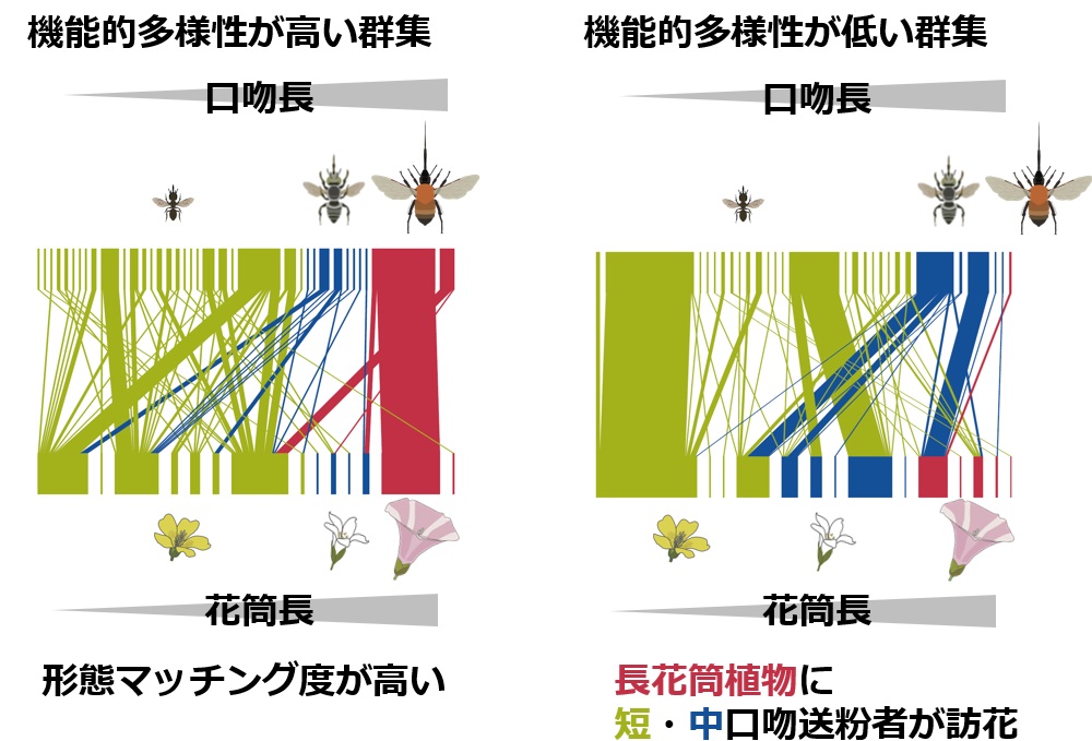 Figure from Functional Ecology paper