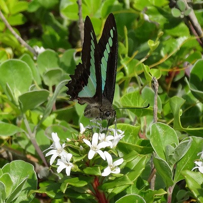 Butterfly on flower