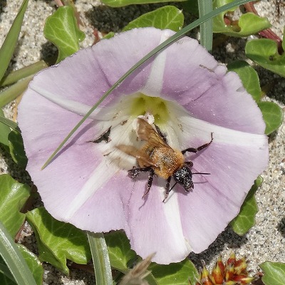 Bee in flower