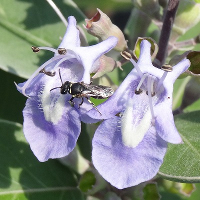 Bee on purple flower