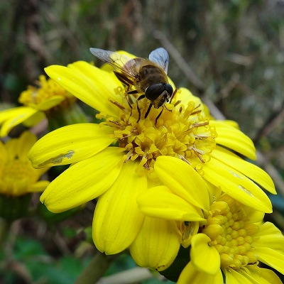 Hoverfly on yellow flower